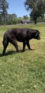 A black dog walking in a field Description automatically generated