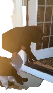 A dog being held by a person Description automatically generated